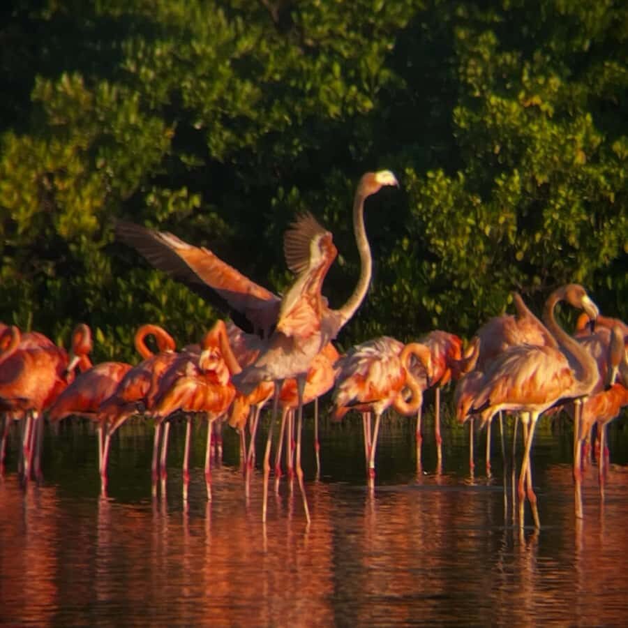 ECOSAFARI: Explore the mangroves, flamingos and crocodiles. - What to bring for mangroves, sun, and crocodile country