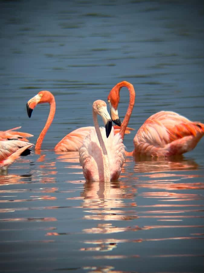 ECOSAFARI: Explore the mangroves, flamingos and crocodiles. - A 3-hour rhythm that actually feels manageable