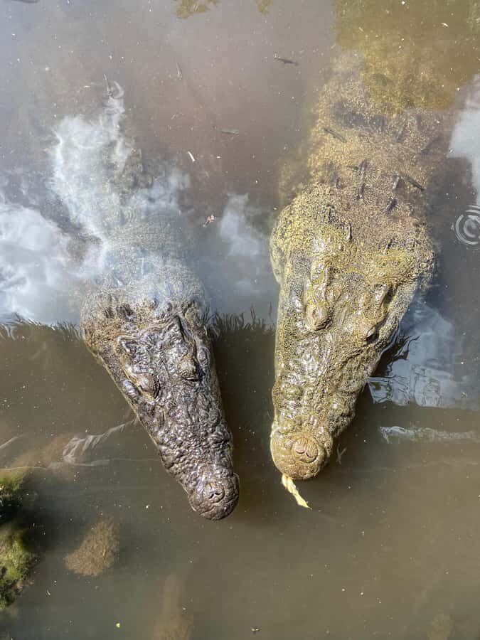 ECOSAFARI: Explore the mangroves, flamingos and crocodiles. - The Mayan clay bath: a cultural reset you can feel
