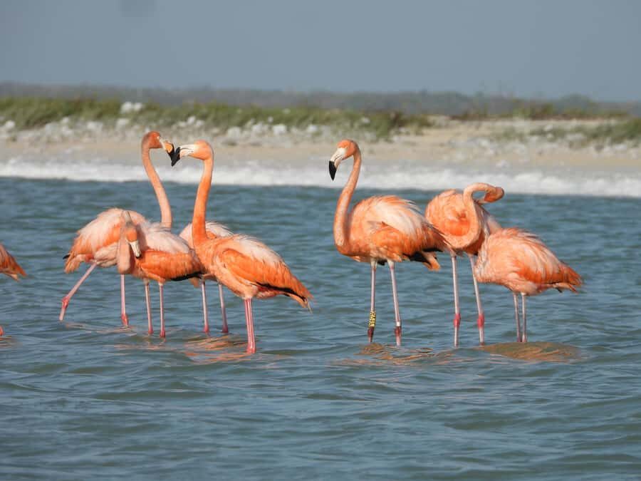 ECOSAFARI: Explore the mangroves, flamingos and crocodiles. - Why the guide matters more than you think